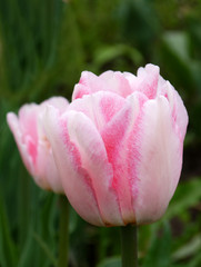 A growing pink tulip outdoors. Terry tulip flower. Grade Foxtrot.