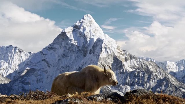 White yak in the Nepalese Himalayas. Snow-covered Ama Dablam mountain on the background, Nepal. Everest Base Camp trek (EBC). Steadicam shot, 4K