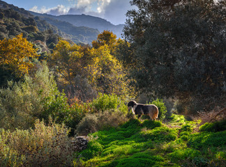 A lone sheep grazing in a mountain forest