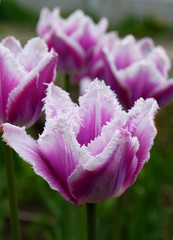 Growing pink and white tulips outdoors. Fringed tulip flowers. Siesta variety.
