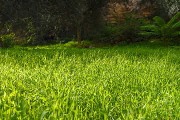 Glade of green grass on a Sunny day