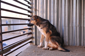 homeless dog in a shelter behind bars