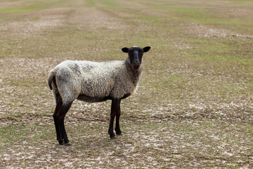 Young sheep in the meadow