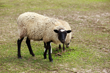 Fototapeta premium sheep in a green meadow