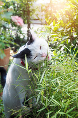 White sick cat eating green bamboo grass, medicine to treat pet illnesses.