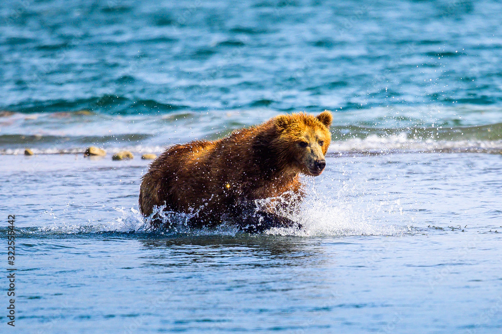 Wall mural ruling the landscape, brown bears of kamchatka (ursus arctos beringianus)