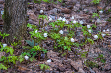 First white fresh snowdrops in spring forest
