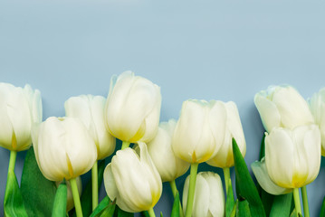 White tulips on gray background. Valentines day, mothers day, 8 March or birthday celebration concept