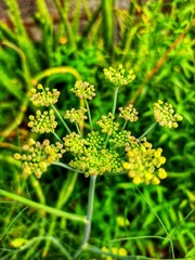 flower in green grass