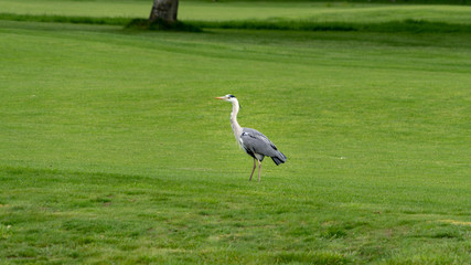 A great blue Heron on the meadow