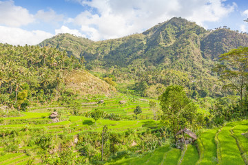 Fototapeta na wymiar Balinese Rice Terraces and Palm Plantation