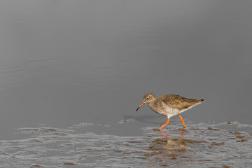 Redshank on the shore