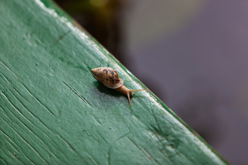 Snail in the foreground on the edge of a canoe