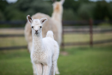 weißes niedliches Baby Lama  © Ines Hasenau