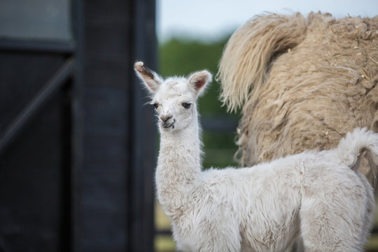 weißes niedliches Baby Lama 