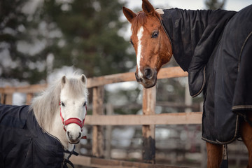 portrait of red adult horse and white cute pony in blankets and halters in paddock - obrazy, fototapety, plakaty