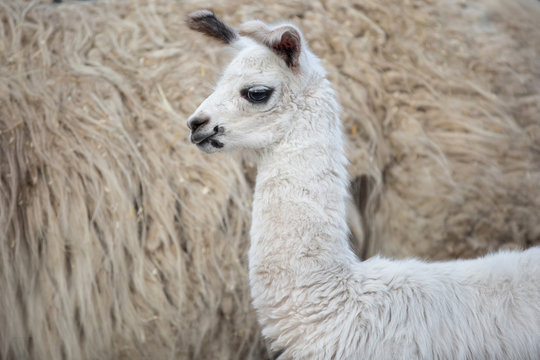 weißes niedliches Baby Lama 