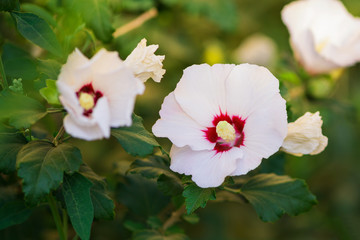 Flower of white hibiscus (Hibiscus rose sinensis) against defocused green leaves background - obrazy, fototapety, plakaty