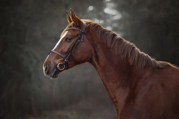 portrait of young red trakehner mare horse in brown bridle on forest background