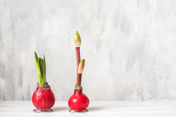 Amaryllis flower bulbs with sprouts and bud on a gray light background. Spring garden season. - obrazy, fototapety, plakaty