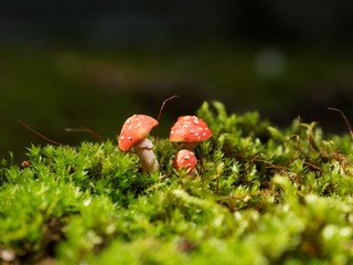 Three little mushrooms in a moss. Polymer clay mushrooms, needlework.