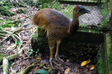 casoar of biak - Indonesia