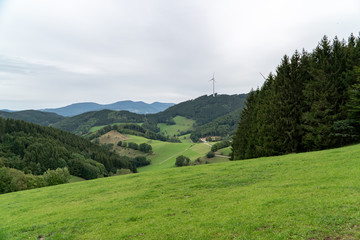 Fototapeta na wymiar Panoramic view of green meadow surrounded by trees