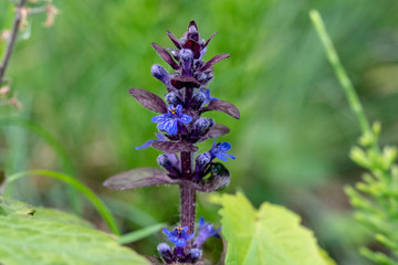 Colorfull flowers in full bloom during springtime