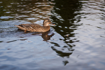 ducks swimming at a pond on winter in Palencia, Spain