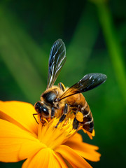 Image of giant honey bee(Apis dorsata) on yellow flower collects nectar. Golden honeybee on flower pollen. Insect. Animal.