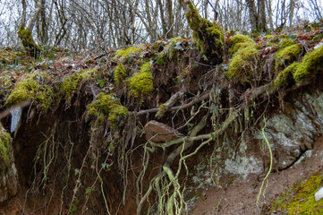 Nature, river and forest around a mountain stream