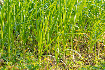 Fototapeta premium Beds with young onions, rows of green onions, green onions in the ground