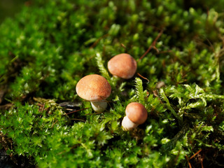 Three small mushrooms in the moss. Handmade polymer clay mushrooms.