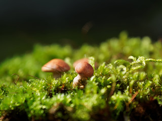 Three small mushrooms in the moss. Handmade polymer clay mushrooms.