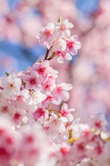 満開の桜