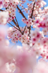 満開の桜
