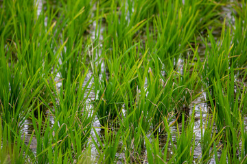 Close view of the rice fields, Tamil Nadu, India. View of Paddy fields.