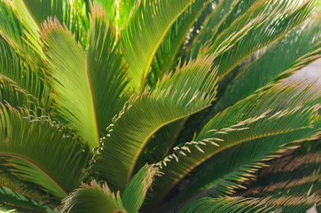 Palm leaf close-up