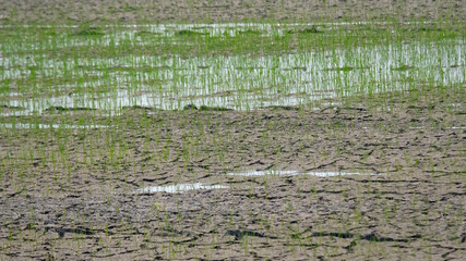 Dry rice and cracked field soil landscape 