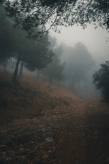 Fototapeta na wymiar bosque con niebla 
