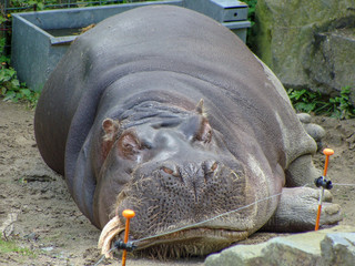 sleeping begemoth