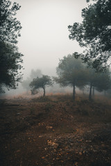 entre la niebla del bosque 