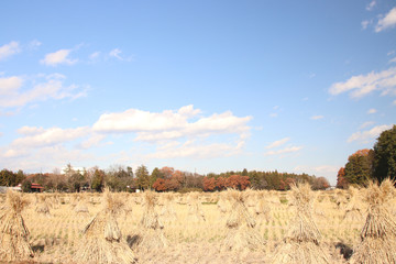稲ぼっち　栃木県真岡市