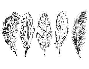 A Collection of Hand Drawn Pen Illustration of Feathers as Vectors