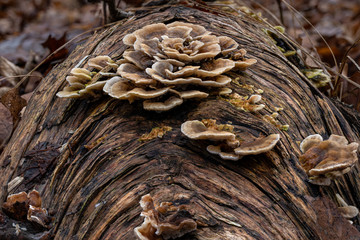 Close-up a of mushrooms in the natural environment – forest mushroom