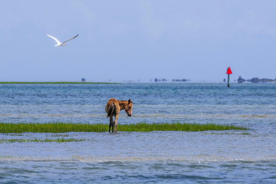 Shackleford Banks Foal