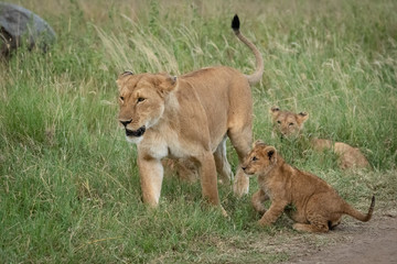 Fototapeta na wymiar Lioness walks through grass beside three others