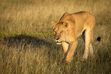 Fototapeta na wymiar Lioness walks through grass with head low