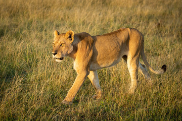 Fototapeta na wymiar Lioness walks through grass with straight legs