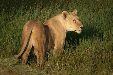 Fototapeta na wymiar Lioness with catchlight stands in long grass